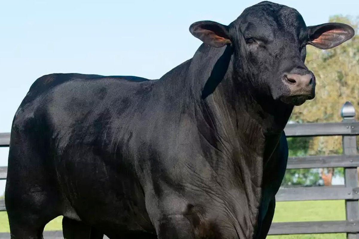 Remate reúne os mais tradicionais criadores das raças Angus e Brangus do Rio Grande do Sul